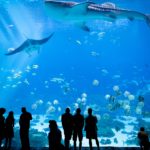 Aquarium ile maurice immobilier ile maurice
