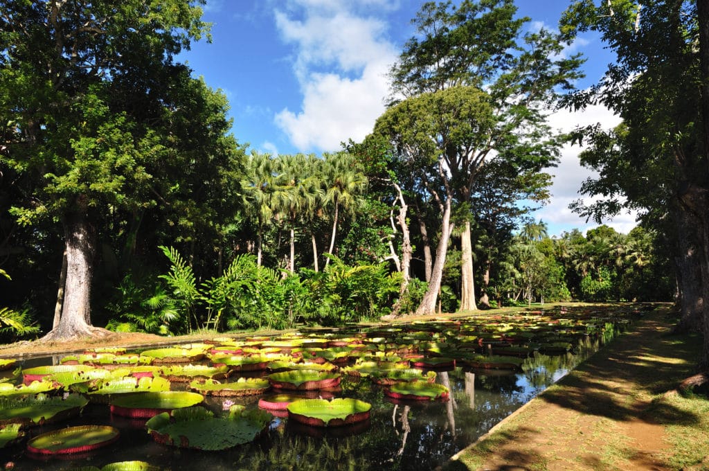Jardin de pamplemousse Immobilier ile maurice