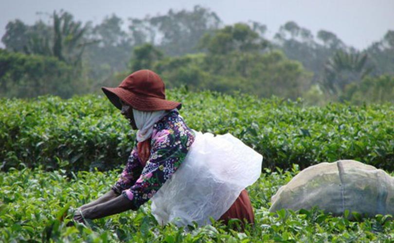 plantation-the-bois-cheri-maurice