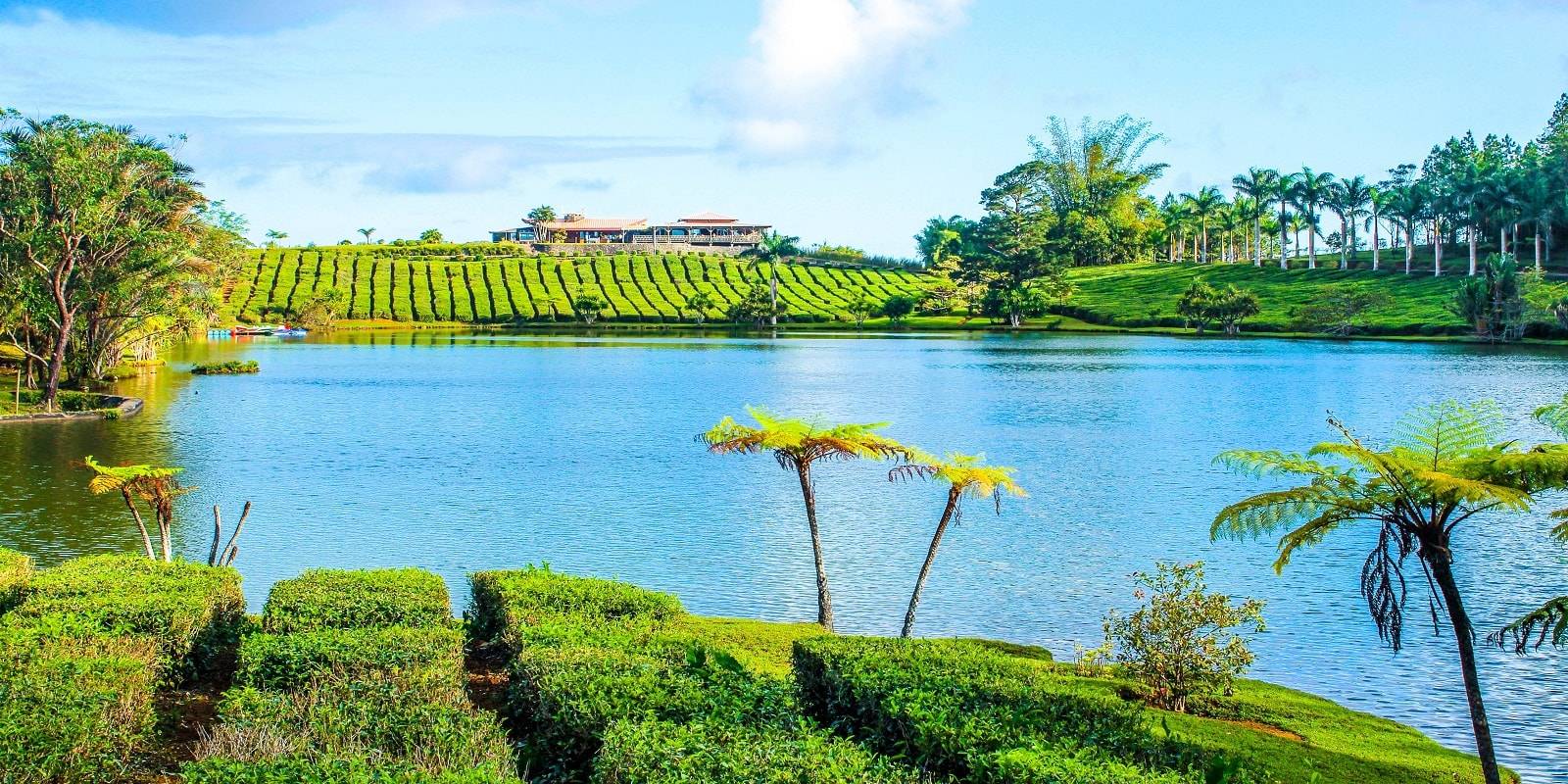 usine-de-the-bois-cheri-ile-maurice